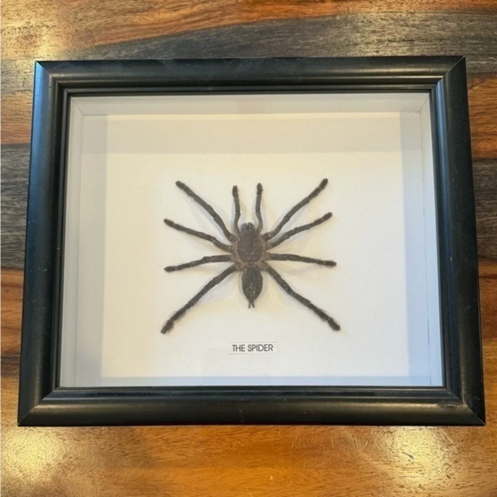 Large Spider taxidermy - Picture 1 of 5